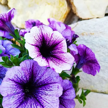 Del Mare Отель типа 