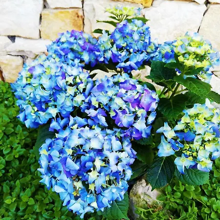Bed & Breakfast Del Mare